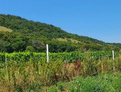 Silnice mezi vinicemi II