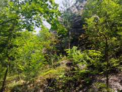 Hospoda U bílé kočky