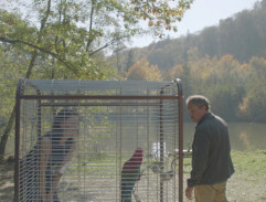 Vitoušův papoušek