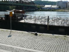 Až budou krávy lítat