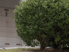 S04E81 Šťastné a Veselé