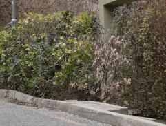 S04E81 Šťastné a Veselé