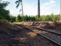 Průjezd vlaku lesem