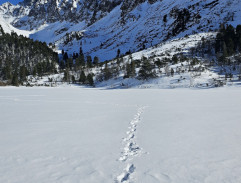 Šťastný nový rok (2019)