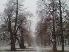 Královské stráže