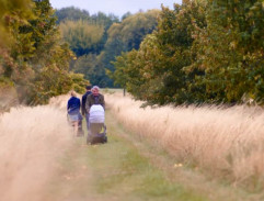 Cesta alejí mezi poli