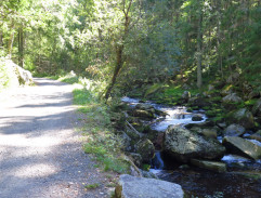 Cesta hlubokým lesem