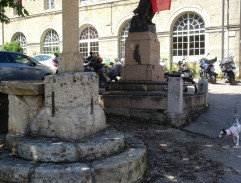 Bažanti jdou do boje