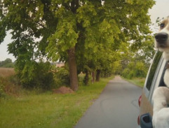 Gump - pes, který naučil lidi žít