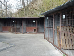 Gump - pes, který naučil lidi žít