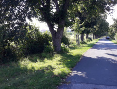 Gump - pes, který naučil lidi žít