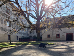 Tereza Panklová na dvoře