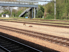 Útěk Romana Lisického