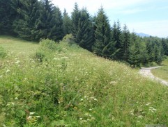 Pichandovské pole I.