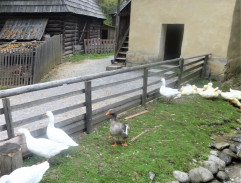 rukovanie na vojnu I.