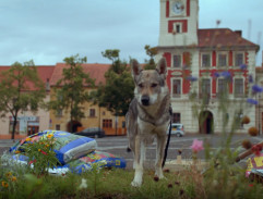 Vlčák na náměstí