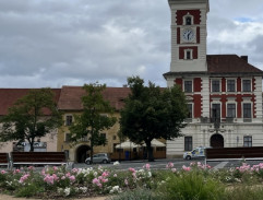 Vlčák na náměstí