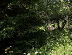 Sedím na větvi a je mi dobře