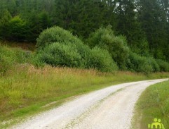 Príchod žien z lazov