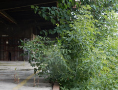 Honička na peróně