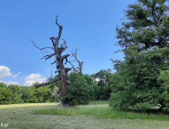 Posvátný mluvící dub