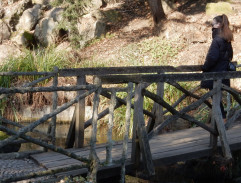 Dřevěný most v parku