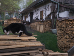 Dvůr Hanzelkova domu