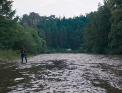 Rýžovník zlata kpt. Hudec