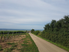 Kaplička mezi vinohrady