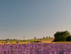 Levandulové pole