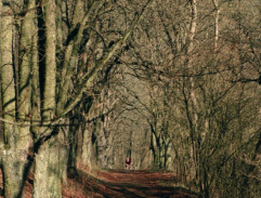 Sara na lesní cestě