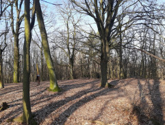 S03E07 Bláznovo zlato