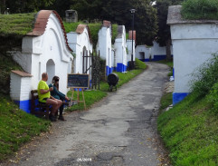 Vinné sklepy - Plže