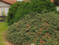 Dům Anéši Píščalové