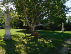 Platan v domově důchodců