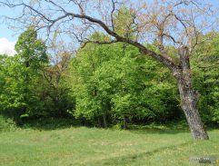 šibenica pod hradom