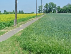 Smrt krásných srnců