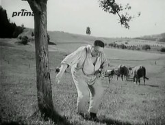 Tříška pase krávy