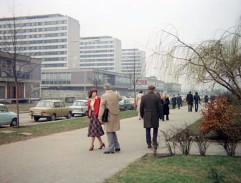 30. Růže pro Zemana